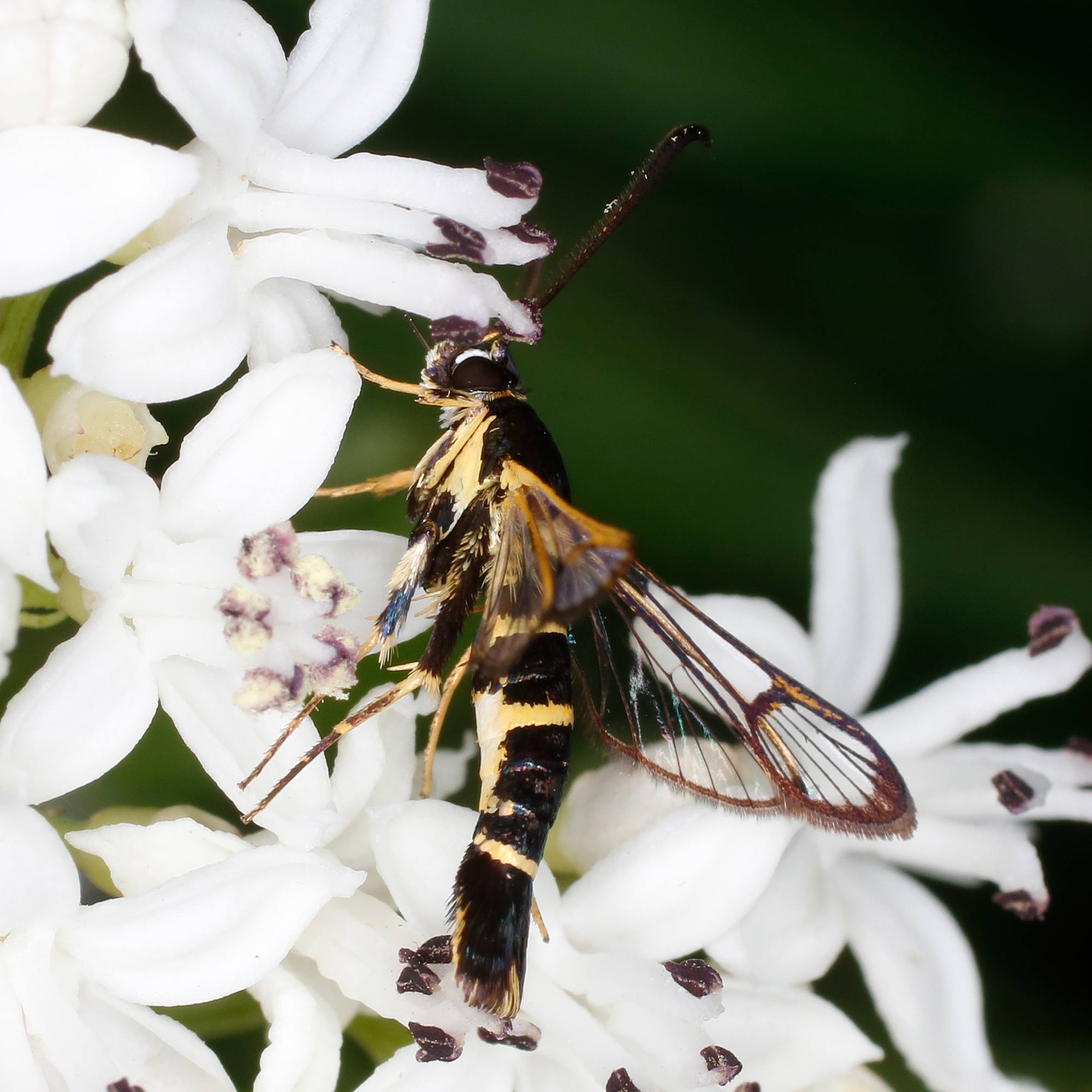 Sesiidae: Synanthedon melliniformis